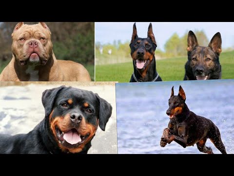 Video: Chọn Một Con Chó để Bảo Vệ
