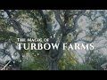 Discover the magic of turbow farms a symphony of client testimonials 