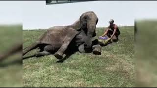 A beautiful video with Elephants man!! :-*