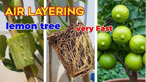 How to Air layering lemon tree with cucumbers,Best method propagate lemon tree, Very easy way.