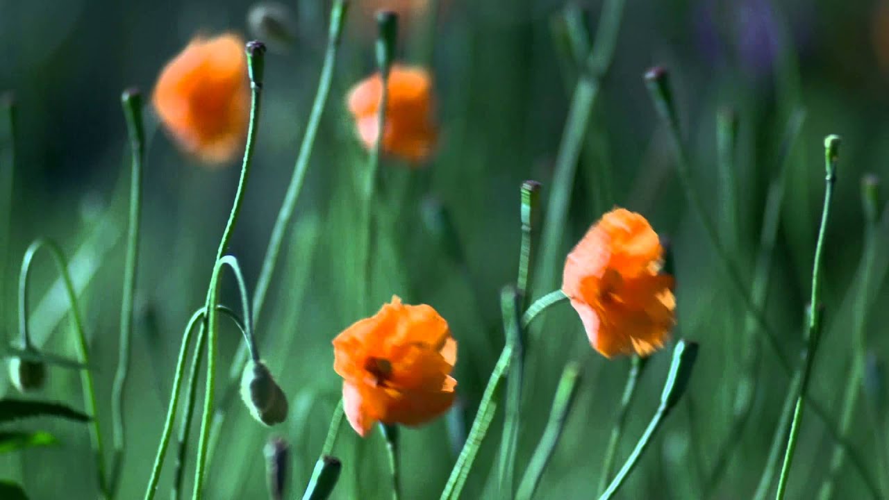 youtube editor apk orange flowers