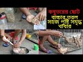 How to hand feed a baby pigeon |Top 3 ways to hand feed a baby pigeon| Kobutor Palon Bangladesh