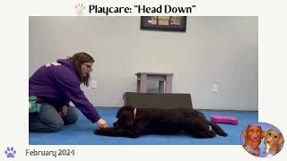 February 2024, Playcare: 'Head Down' by Manners Matter Dog Training and Daycare 16 views 1 month ago 1 minute, 39 seconds