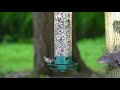 Yankee flipper squirrelproof bird feeder