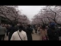 180VR 2019.3.30 Ueno Park 05 Tokyo sakura (cherry-blossom) VUZE XR 5.4K