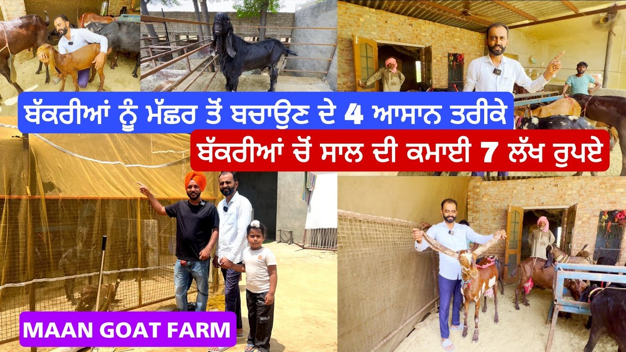 ਬੱਕਰੀਆਂ ਚੋਂ ਸਾਲ ਦੀ 7ਲੱਖ ਕਮਾਈ। ਬੱਕਰੀ ਨੂੰ ਮੱਛਰ ਤੋਂ ਬਚਾਉਣ ਦੇ ਤਰੀਕੇ । Maan Goat farm Ladal।Goat farming