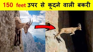 पहाड़ से कूदने वाली जंगली बकरी को देख के वैज्ञानिक भी हैरान हैं । Unbelievable mountain goats