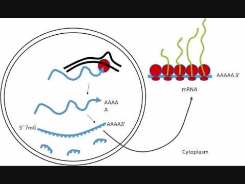 Viral Life Cycle