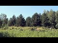 93-летний казахстанец своими руками вырастил лес