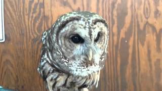 Barred Owl Hooting