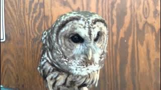 Barred Owl Hooting