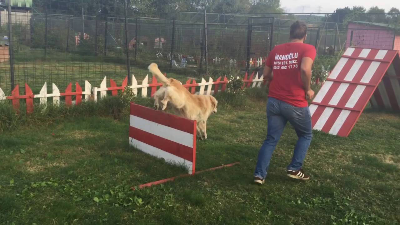 inanoğlu köpek eğitim merkezi