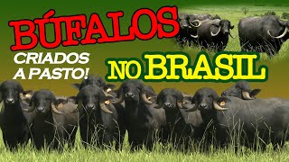 JAFARABADI - CONHEÇA O CRIATÓRIO DE BÚFALOS DA RAÇA PRODUZIDA NO BRASIL
