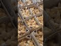 Kroiler chicks, Indian Breeds #solar #kenya #poultry