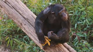 Los chimpancés de La Reserva Andalucía