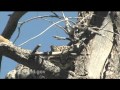 Arizona Ocelot