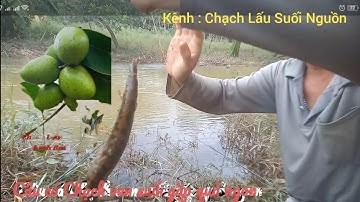 Câu Cá Chạch Vẹn Suối Gặp Quả Ngon