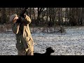 Driven pheasant shooting with a labrador retriever peg dog