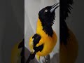 Olha só com uma natureza linda e exuberantes #foryou