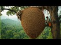 I Went On A Jungle Bee Hunting Adventure