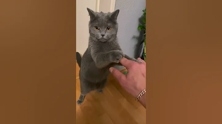 Video 11358141: kitten kitty cutecat catlover, cats cutecats kitty catlover, catlover funny kitty cutecat, kitten catlover cute kitty