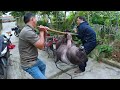 Bắt con lợn béo ú siêu mỡ về làm thịt | Getting the super fat fat pig to go home for meat