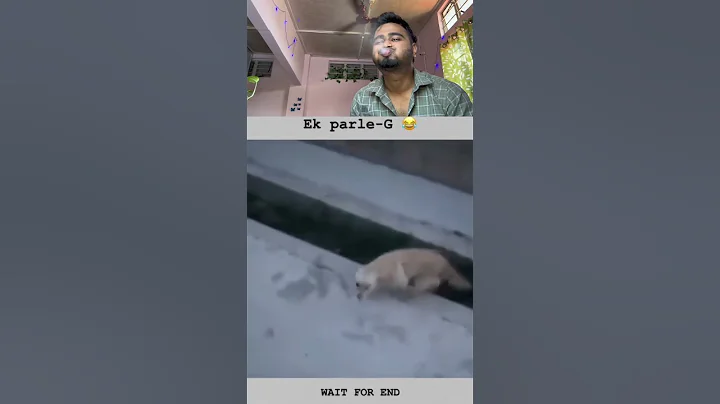 Video 11882801: don, cat talking, dogs talking, funny cat