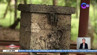 Lukot o stingless bees, inaalagaan sa bee farm sa Cavite State University | BT