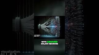 Mind Blowing Language Model Unleashing Untapped Potential Through Bigger Networks