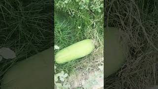 Big watermelon, growing with out planting!!!!
