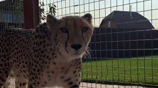 What interesting sounds the cheetah makes! Gerda sings in the morning!