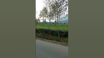 🔥Explore Kebun Teh Tambi Wonosobo (part 1)🚀