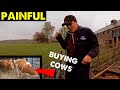 Buying more cows  testing electric fences crawfordsfarm 260