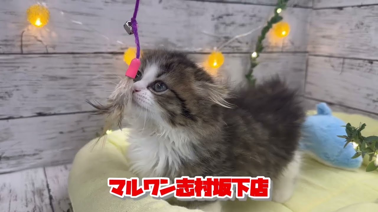 マンチカン・ミヌエット特集 】5/2現在在店中の短足ニャンコ！最新動画