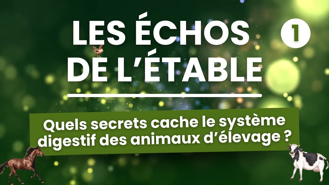 Les Échos de l'Étable - Quels secrets cache le système digestif des animaux d'élevage ? 🐄