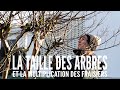 Taille des arbres et multiplication des fraisiers