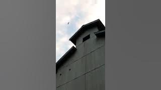 sp tombak raja klaborasi tarik senja