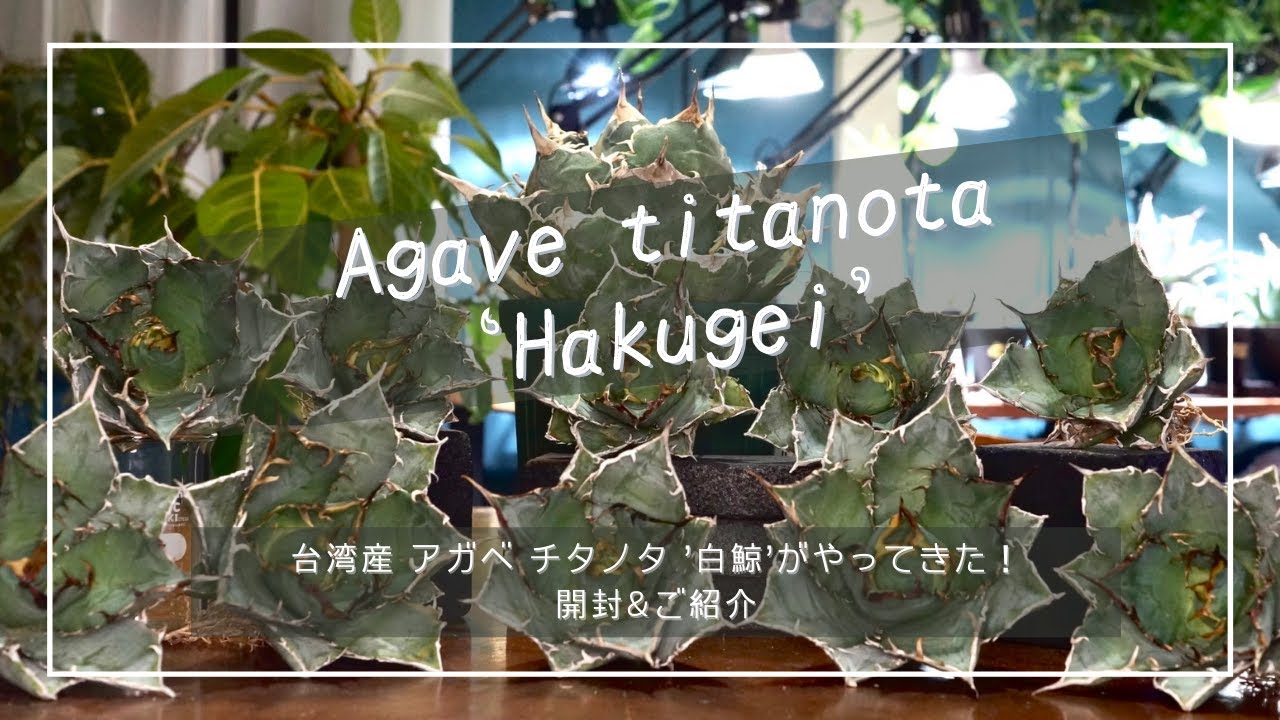 台湾産アガベチタノタ'白鯨'がやってきた！開封&ご紹介 - YouTube