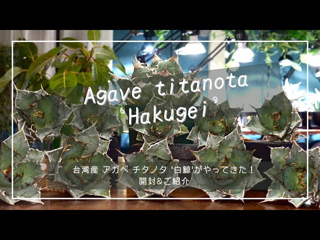 台湾産アガベチタノタ 