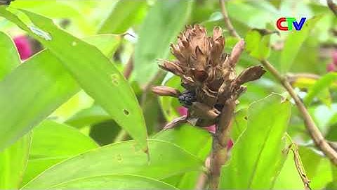 Công dụng và bài thuốc chữa bệnh từ cây Cát Lồi