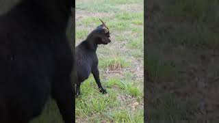 Spider Jumps And Crawls On Goats Face - 1424204