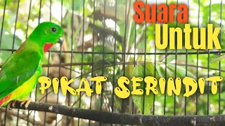 Serindit Pikat Memanggil Gacor