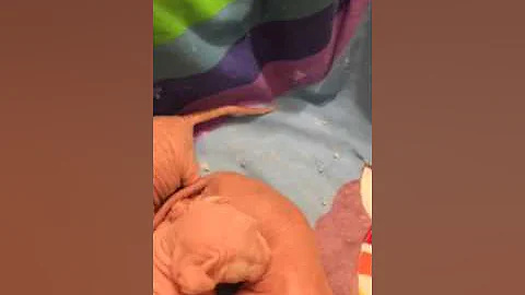 Video 1201051: tabby sphynx, newborn sphynx kittens, red tabby white, gorgeous sphynx