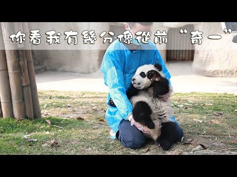 《熊貓早晚安》你看我有幾分像從前“奇一” | iPanda熊貓頻道