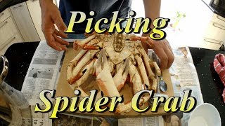 🦀 Picking  Preparing Spider Crab Without Shell