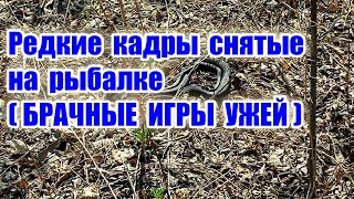 Змея уж. КЕКС ЗМЕЙ 🐍 видео про змей природу . Природа не ядовитые змеи. Snake