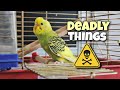 these 20+ things can kill your budgie 🙁