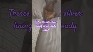 TerZoom🏍🏍🏍my bestie hiding among the pillows🤣🤣