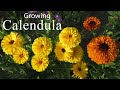 Calendula flower  how to grow calendula flower plant  easy to grow plants