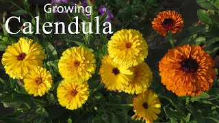 Calendula Flower How To Grow Calendula Flower Plant Easy To Grow Plants
